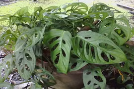 Độc lạ loài cây thủng lỗ chỗ vẫn được cực chuộng ở VN 