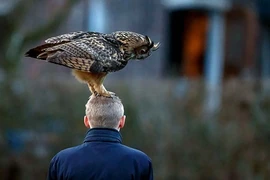 Chim cú quái đản thích đậu trên đầu người 