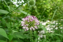 Khám phá "choáng" cây tục đoạn mọc hoang nhiều ở Việt Nam