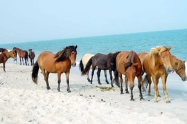 Điểm những khám phá gây choáng về loài ngựa