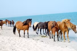 Điểm những khám phá gây choáng về loài ngựa