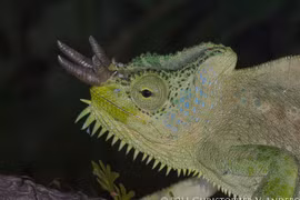 Loài tắc kè kỳ quái, có thể mọc bao nhiêu sừng miễn thích