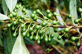 Sự thật "choáng" loài cây long não có ở Việt Nam