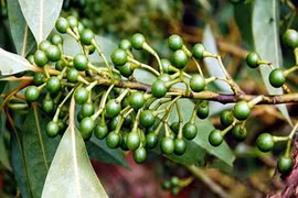 Sự thật "choáng" loài cây long não có ở Việt Nam