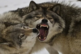 Rợn người xem chó sói nhe nanh, giương vuốt 