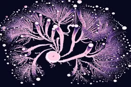 Ngắm nhìn "vẻ đẹp" của những vi rút, vi khuẩn chết người