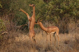 Kỳ lạ linh dương có cổ dài như hươu cao cổ, đứng 2 chân