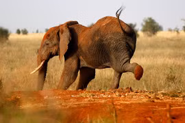 Ảnh động vật: Sóc tranh nhau selfie, voi tung tăng “nhảy chân sáo“