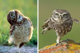 Những hình ảnh ngộ nghĩnh "vô đối" về loài cú mèo (2)