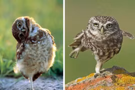 Những hình ảnh ngộ nghĩnh "vô đối" về loài cú mèo (2)