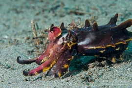 Sự thật đầy màu sắc về loài mực nang 