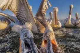 Ngắm chùm ảnh động vật hoang dã đẹp mỹ miều nhất 