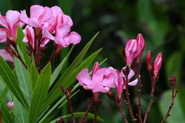 Chân dung người đẹp sát thủ trong thế giới thực vật VN