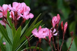 Chân dung người đẹp sát thủ trong thế giới thực vật VN