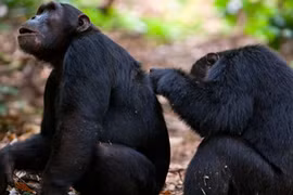 Sự thật ít người biết về con tinh tinh