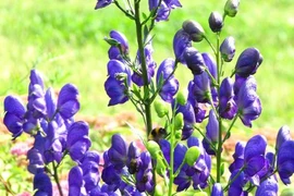 Loài cây có vẻ đẹp hút hồn nhưng chứa độc tố chết người