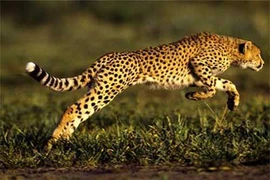 Khám phá gây sửng sốt về loài báo đốm