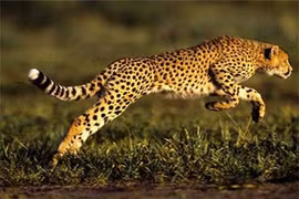 Khám phá gây sửng sốt về loài báo đốm