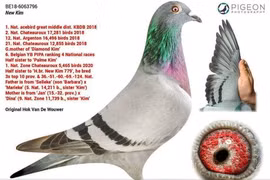 Chim bồ câu đắt nhất thế giới có đáng giá 1,5 triệu USD?