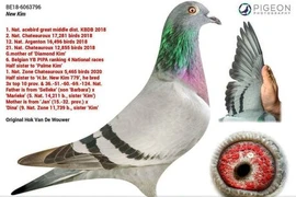 Chim bồ câu đắt nhất thế giới có đáng giá 1,5 triệu USD?