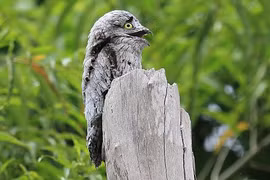 Khâm phục loài chim mệnh danh “bậc thầy ngụy trang” 