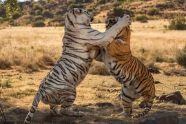 Hổ giao chiến kịch liệt giành lãnh thổ