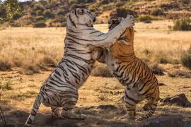 Hổ giao chiến kịch liệt giành lãnh thổ