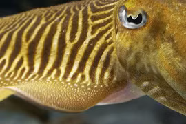 Sốc với những khả năng kỳ lạ của loài mực