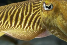 Sốc với những khả năng kỳ lạ của loài mực