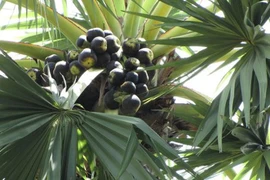 Sự thật gây choáng về cây thốt nốt