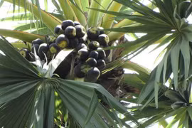 Sự thật gây choáng về cây thốt nốt