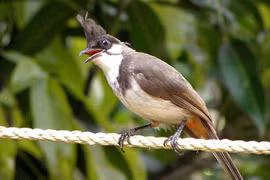 Hé lộ những điều ít người biết về chim chào mào