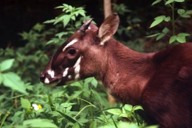Những loài động vật sắp biến mất trên Trái Đất