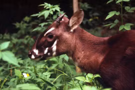 Những loài động vật sắp biến mất trên Trái Đất
