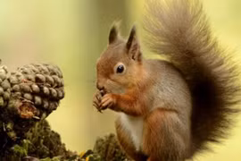 Những sự thật thú vị về loài sóc