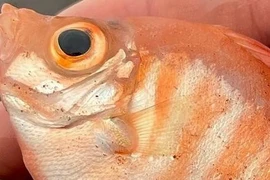 Đi dạo, giật mình thấy cá biển sâu hiếm gặp "lạc trôi" vào bờ biển 