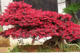 Khám phá hoa kiểng hồng phụng đẹp mắt, ưa chuộng ở VN