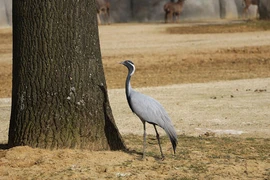 Kinh ngạc 5 loài chim bay cao nhất thế giới