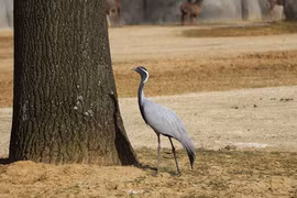 Kinh ngạc 5 loài chim bay cao nhất thế giới