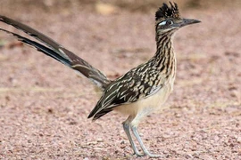 Loài gà kỳ lạ biết bay, không uống nước cả đời vô tư