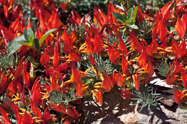 Khám phá loài hoa có mỏ như vẹt, là thực vật cực hiếm