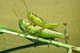 Khám phá gây bất ngờ về cào cào lúa ít ai biết