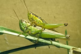 Khám phá gây bất ngờ về cào cào lúa ít ai biết