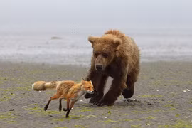 Gấu nâu rượt đuổi cáo nhỏ chạy lòng vòng trên cát