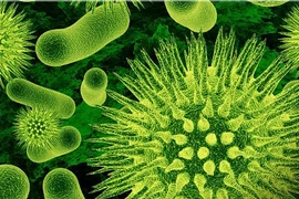 Điểm danh những loại vi khuẩn cực có lợi cho con người