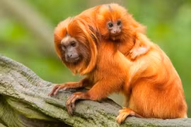 Điều thú vị về loài khỉ quý hiếm biểu tượng quốc gia Brazil 