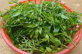 Sự thật thú vị về rau sắng đặc sản các tỉnh miền núi