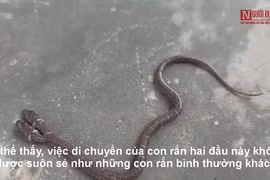 Video: Cận cảnh con rắn hai đầu siêu hiếm trong tự nhiên
