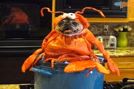 Thảm họa thời trang chủ nhân khoác cho thú cưng 