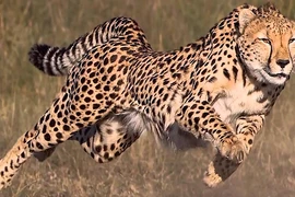 Tiết lộ bất ngờ động vật nhanh nhất hành tinh: Không phải báo Gêpa! 